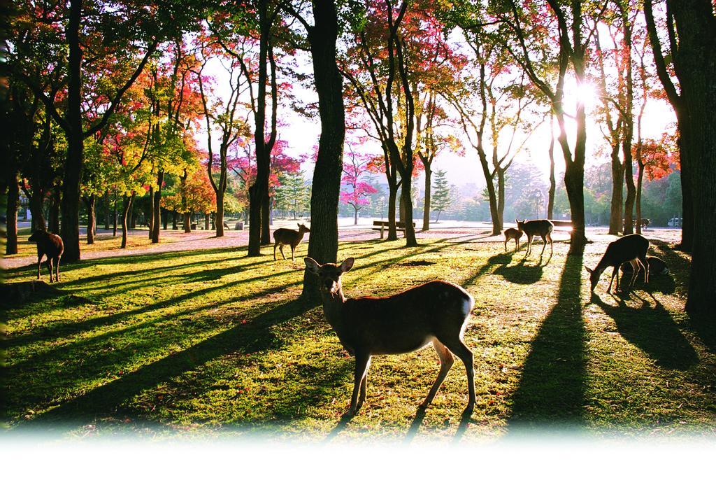 Kotonoyado Musashino Nara Zewnętrze zdjęcie